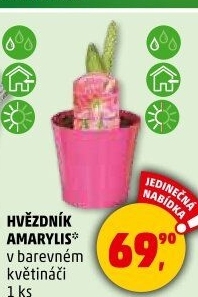 Amarylis - Hvězdník