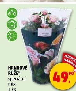 Růže