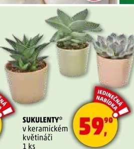 Sukulent