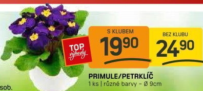 Primule - Petrklíč - Prvosenka