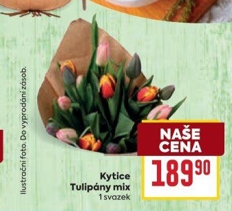 Řezané tulipány