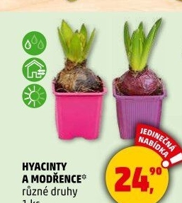 Hyacint