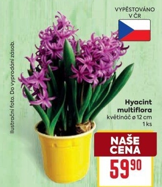 Hyacint