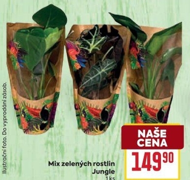 Mix zelených rostlin