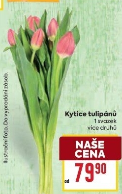 Řezané tulipány
