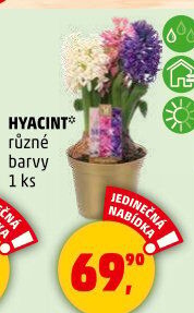 Hyacint