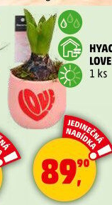 Hyacint