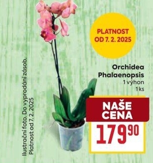 Orchidej