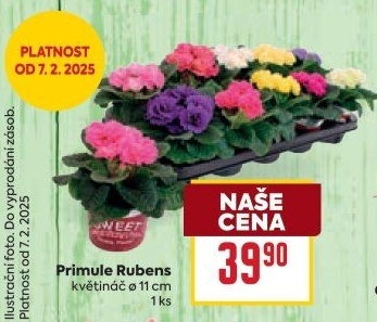 Primule - Petrklíč - Prvosenka