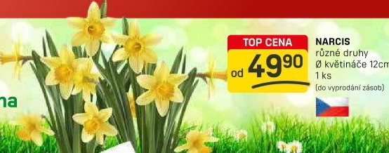 Narcisky