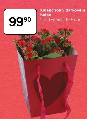 Kalanchoe - Kolopejka