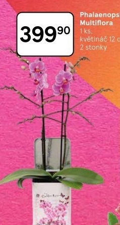 Orchidej