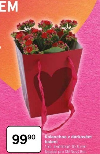 Kalanchoe - Kolopejka
