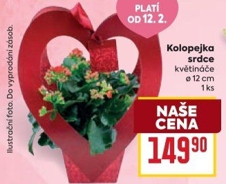 Kalanchoe - Kolopejka