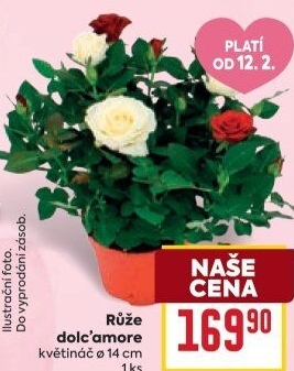 Růže