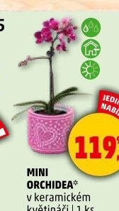 Orchidej