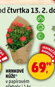 Růže