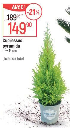 Cupressus - Cypřiš