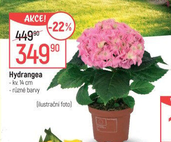 Hortenzie - Hydrangea