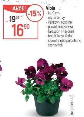 Maceška - Viola