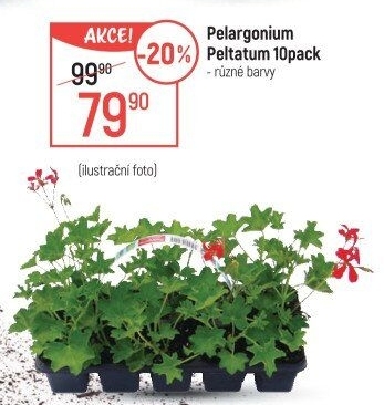 Muškáty / Pelargonie