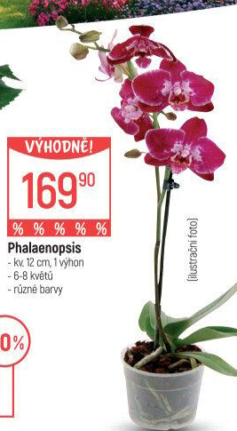 Orchidej