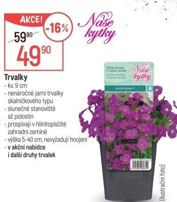 Trvalky