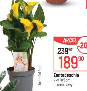 Zantedeschia - Kornoutovka