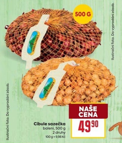 Cibule sazečka