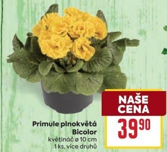 Primule - Petrklíč - Prvosenka