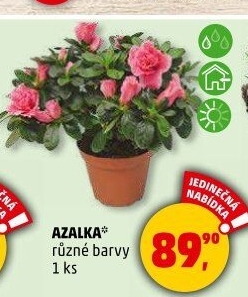 Azalka