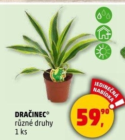 Dračinec