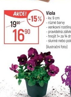 Maceška - Viola