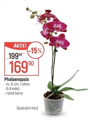 Orchidej