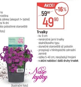 Trvalky
