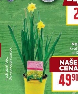 Narcisky