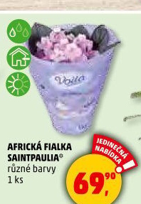Fialka -Saintpaulia