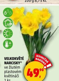 Narcisky