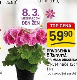 Primule - Petrklíč - Prvosenka