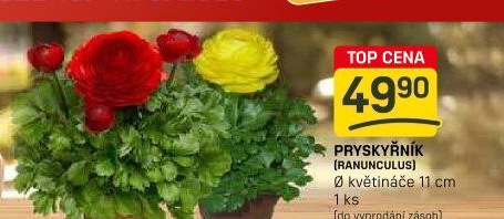 Ranunculus - Pryskyřník