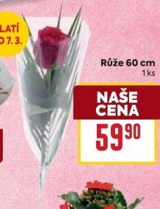 Řezané růže