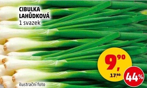 Jarní cibule svazek