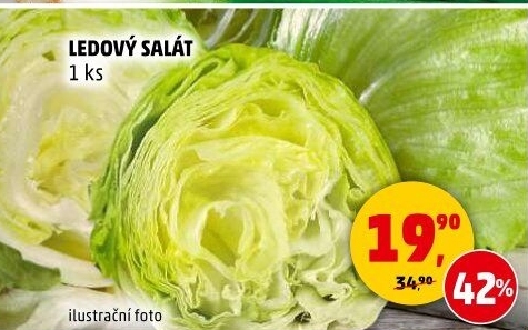 Salát ledový