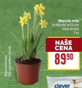 Narcisky