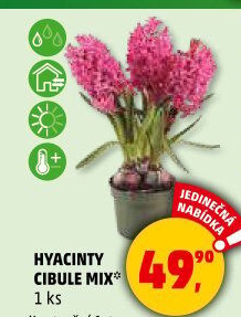 Hyacint