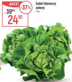 Salát hlávkový