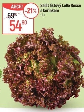 Salát lollo rosso