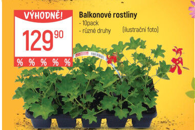 Muškáty / Pelargonie