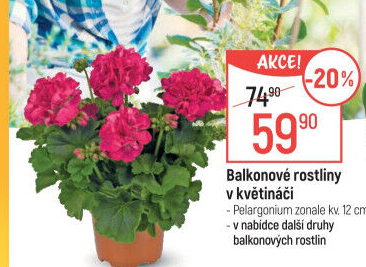 Balkonové rostliny