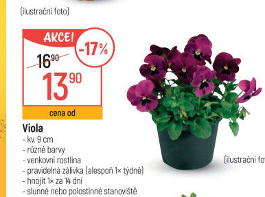 Maceška - Viola